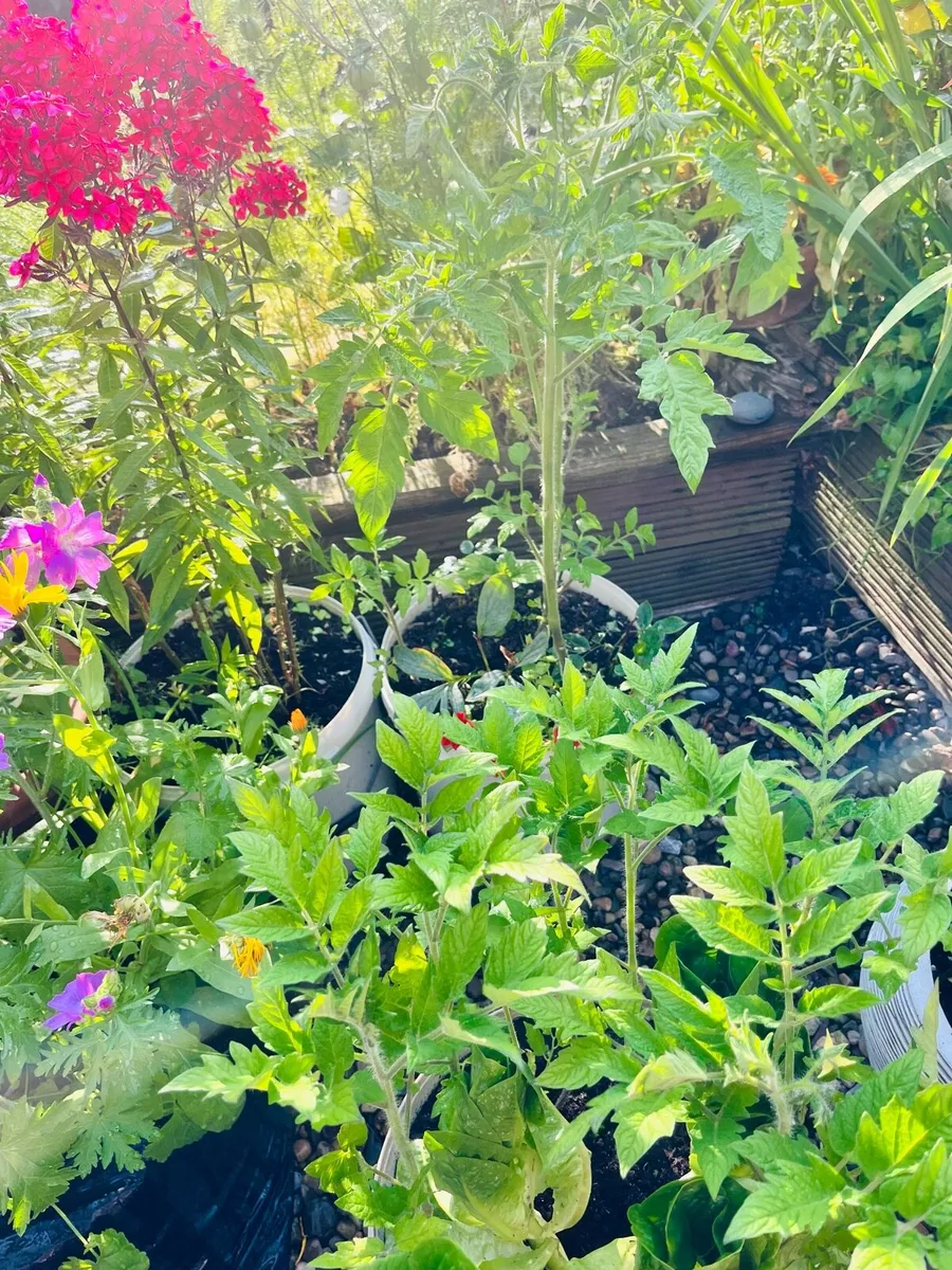 Two tomatoes plants in the buckets - Image 2