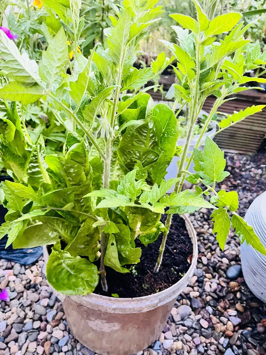 Two tomatoes plants in the buckets - Image 3