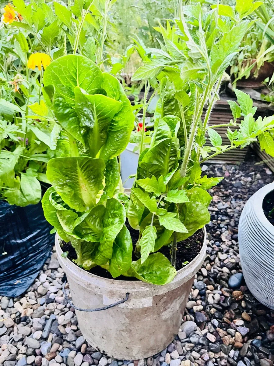 Two tomatoes plants in the buckets - Image 4
