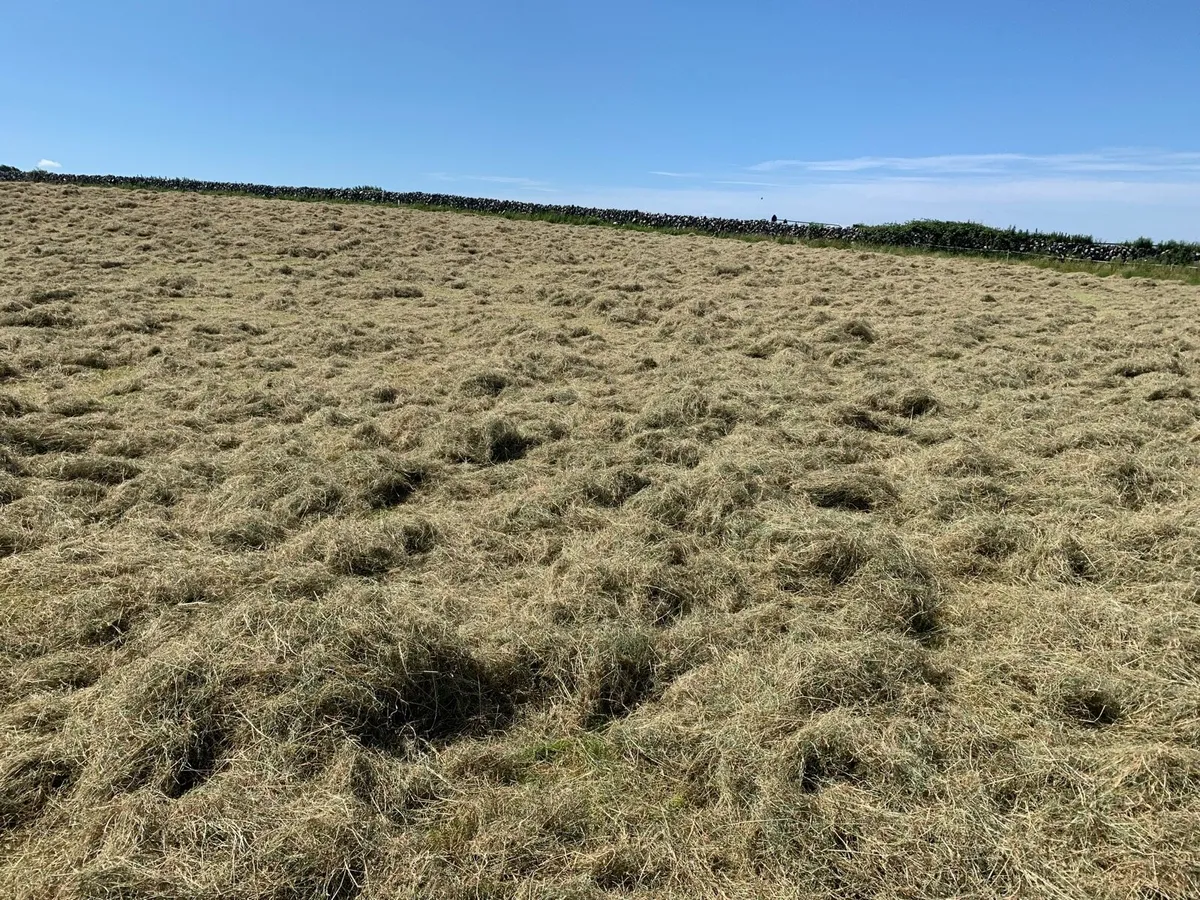 Organic Hay - Image 2