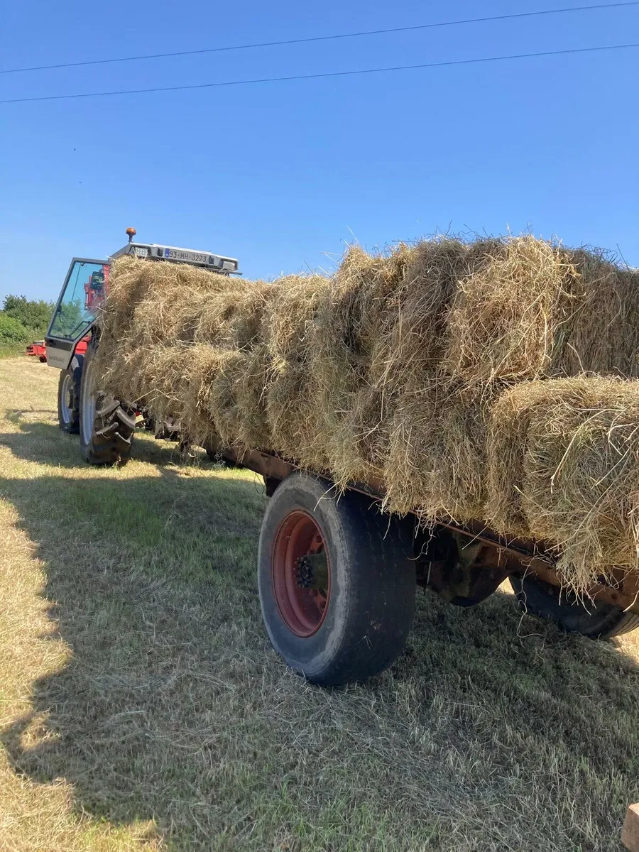 Hay - Image 1
