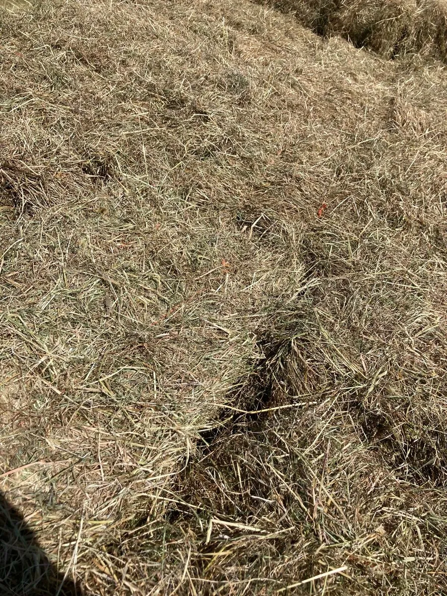 Hay - Image 2