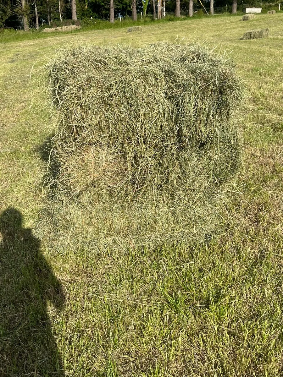 Hay
