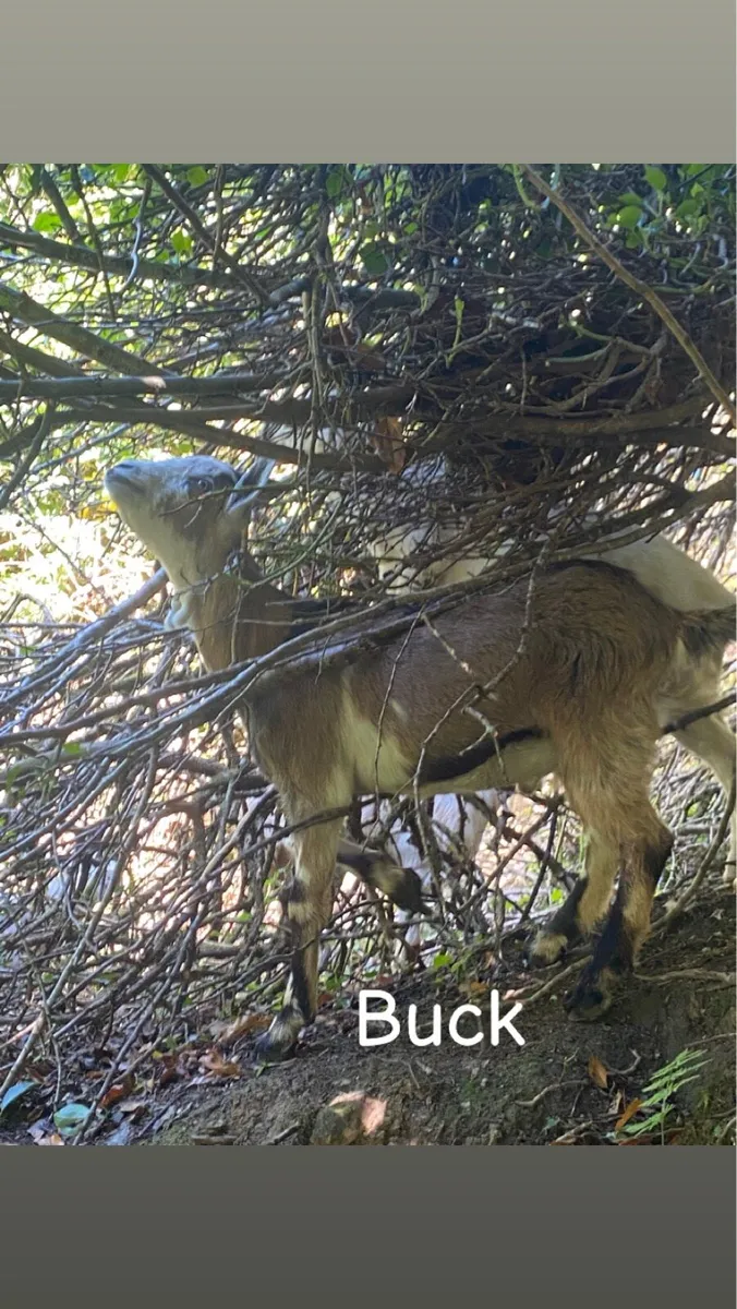 Kid Goats - Image 2
