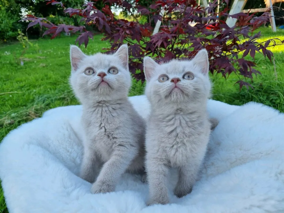 British Shorthair kittens - Image 1