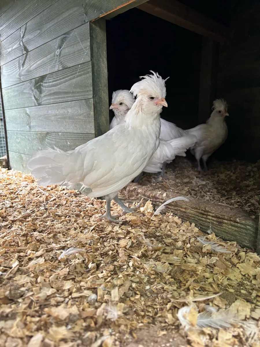 Silkie, Maran and Polish Roosters - Image 1