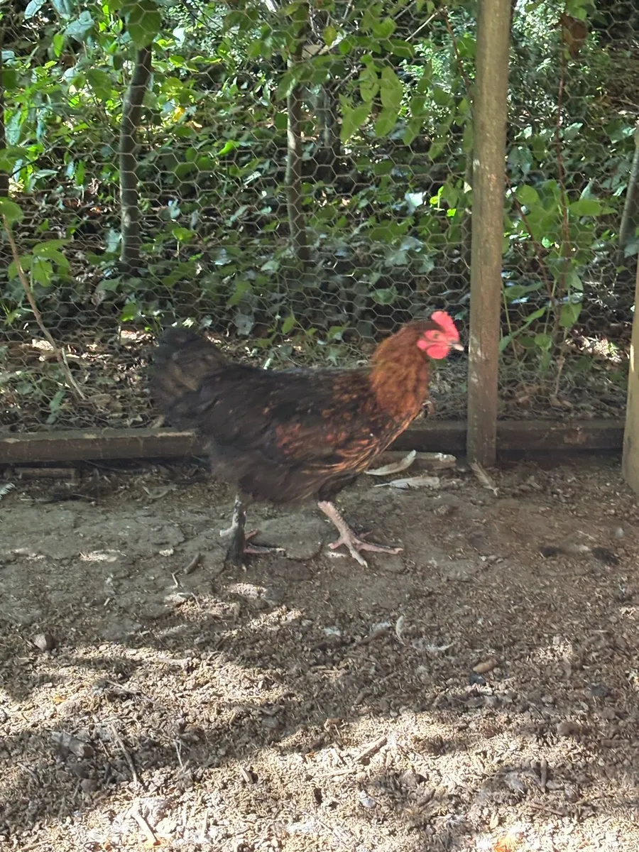 Silkie, Maran and Polish Roosters - Image 2
