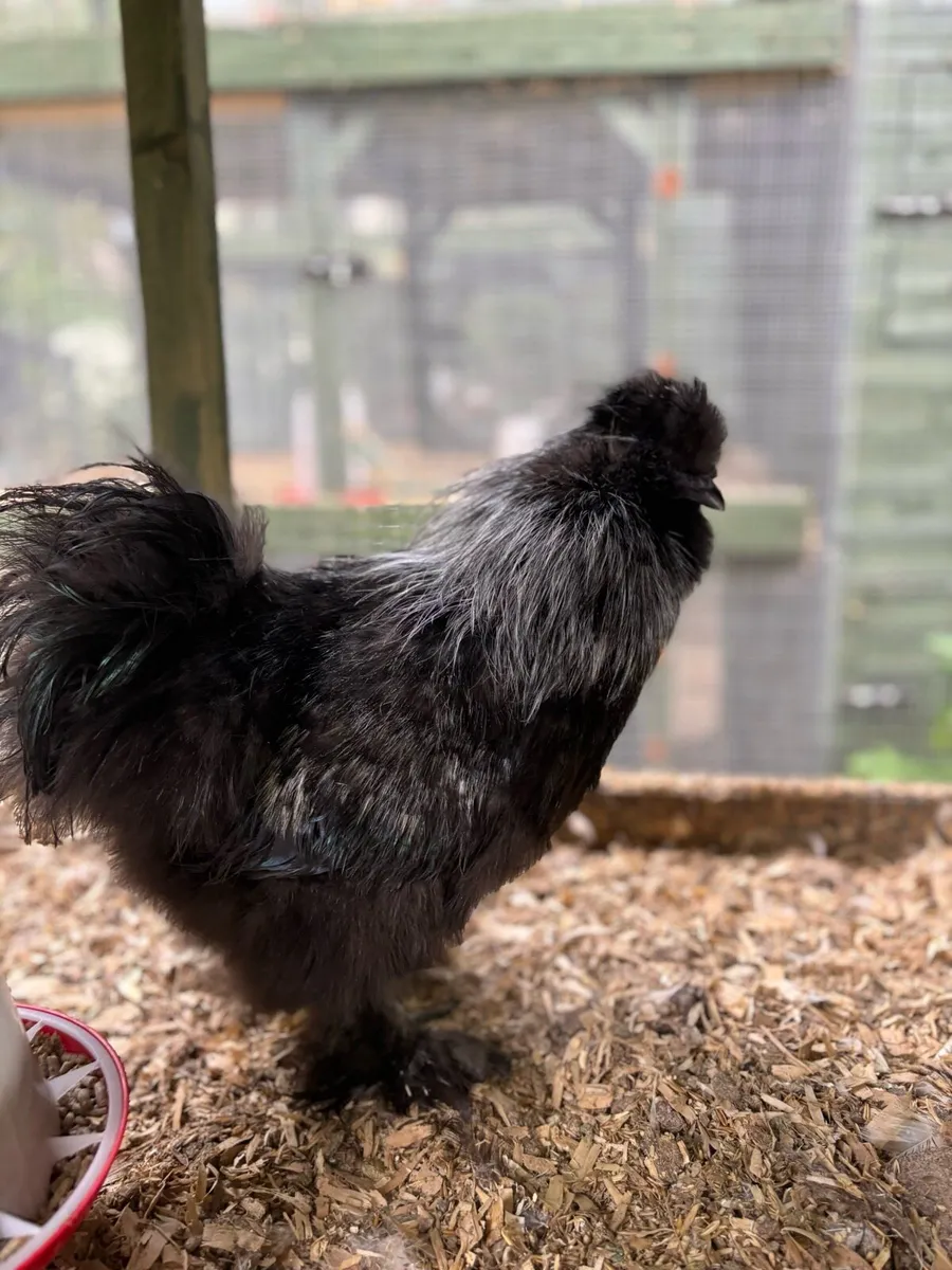 Silkie, Maran and Polish Roosters - Image 3