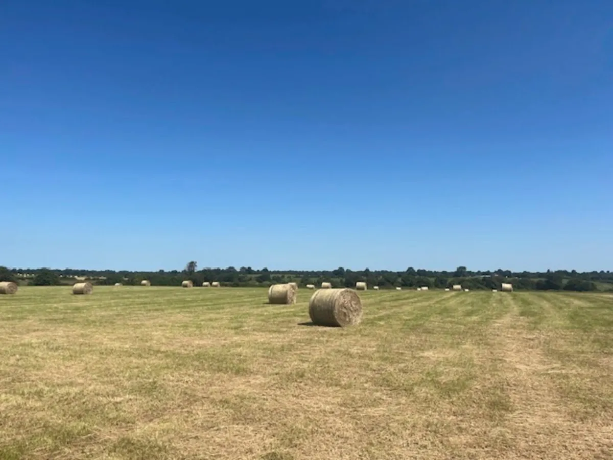 Hay