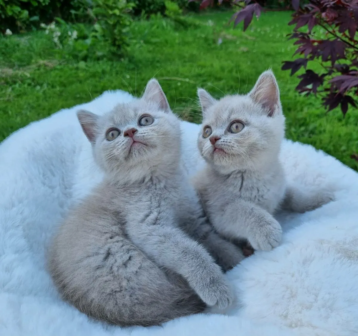 British Shorthair kittens - Image 2