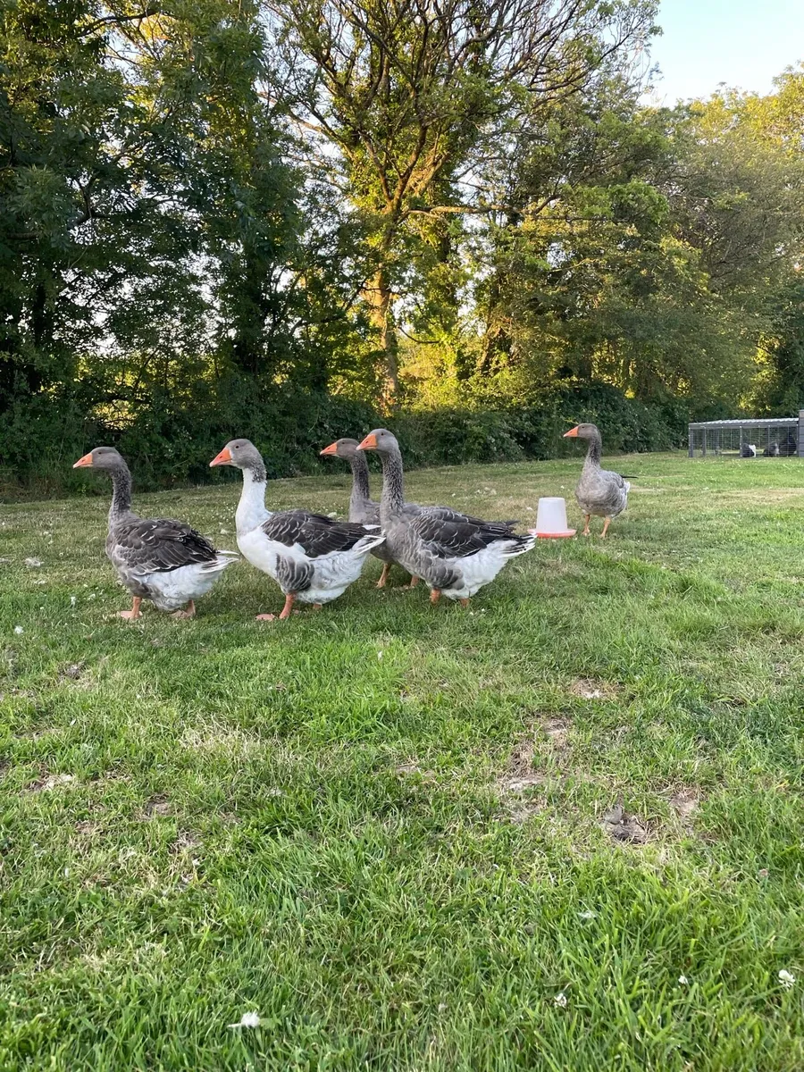 Toulouse geese - Image 1