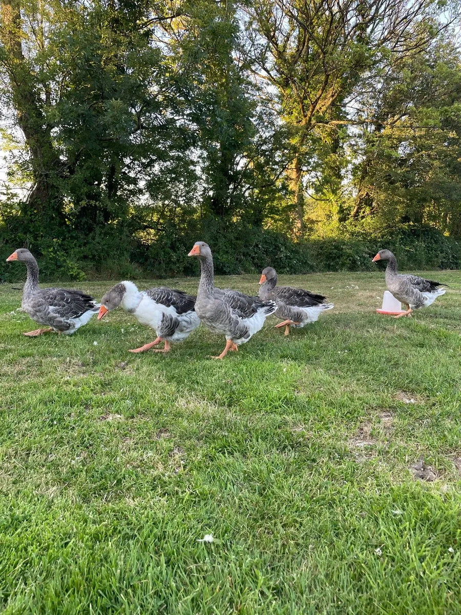 Toulouse geese - Image 2