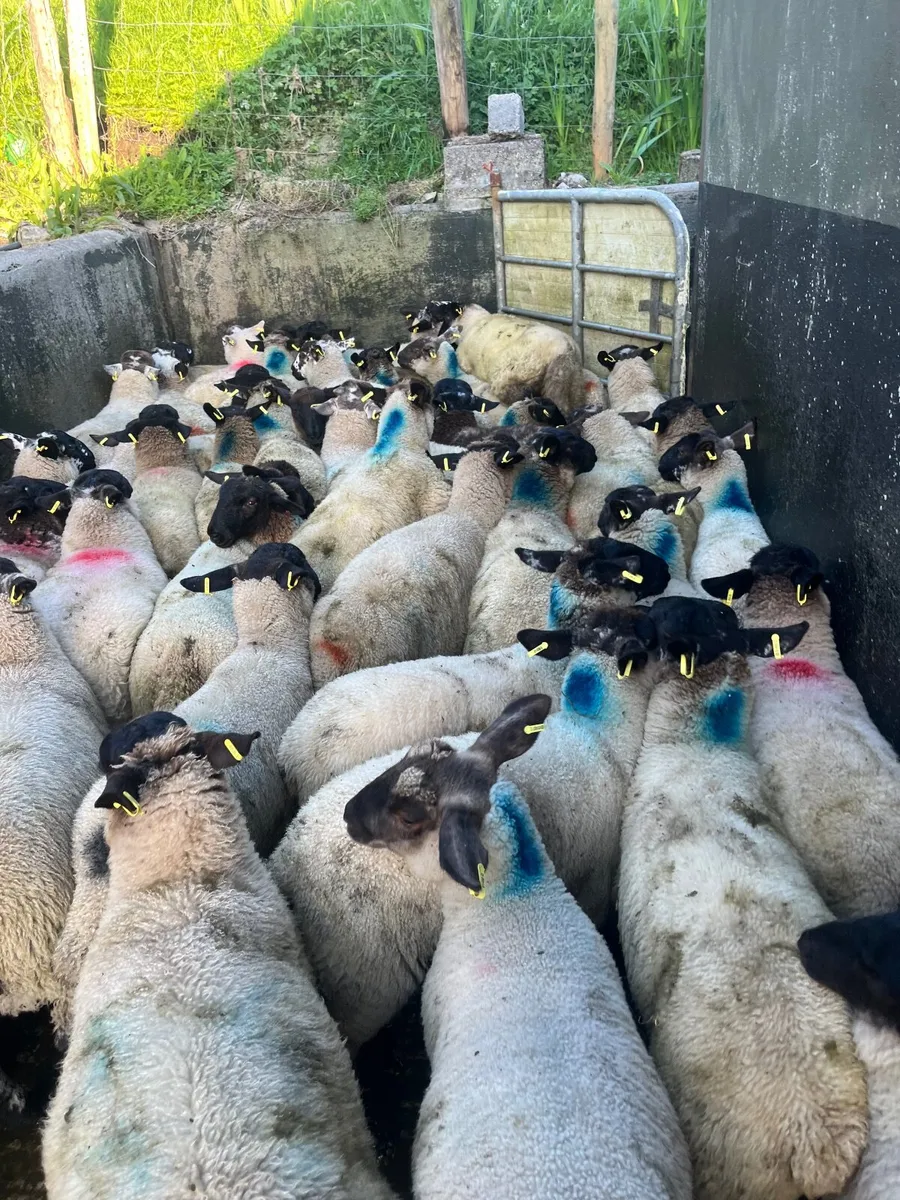 Store lambs - Image 1