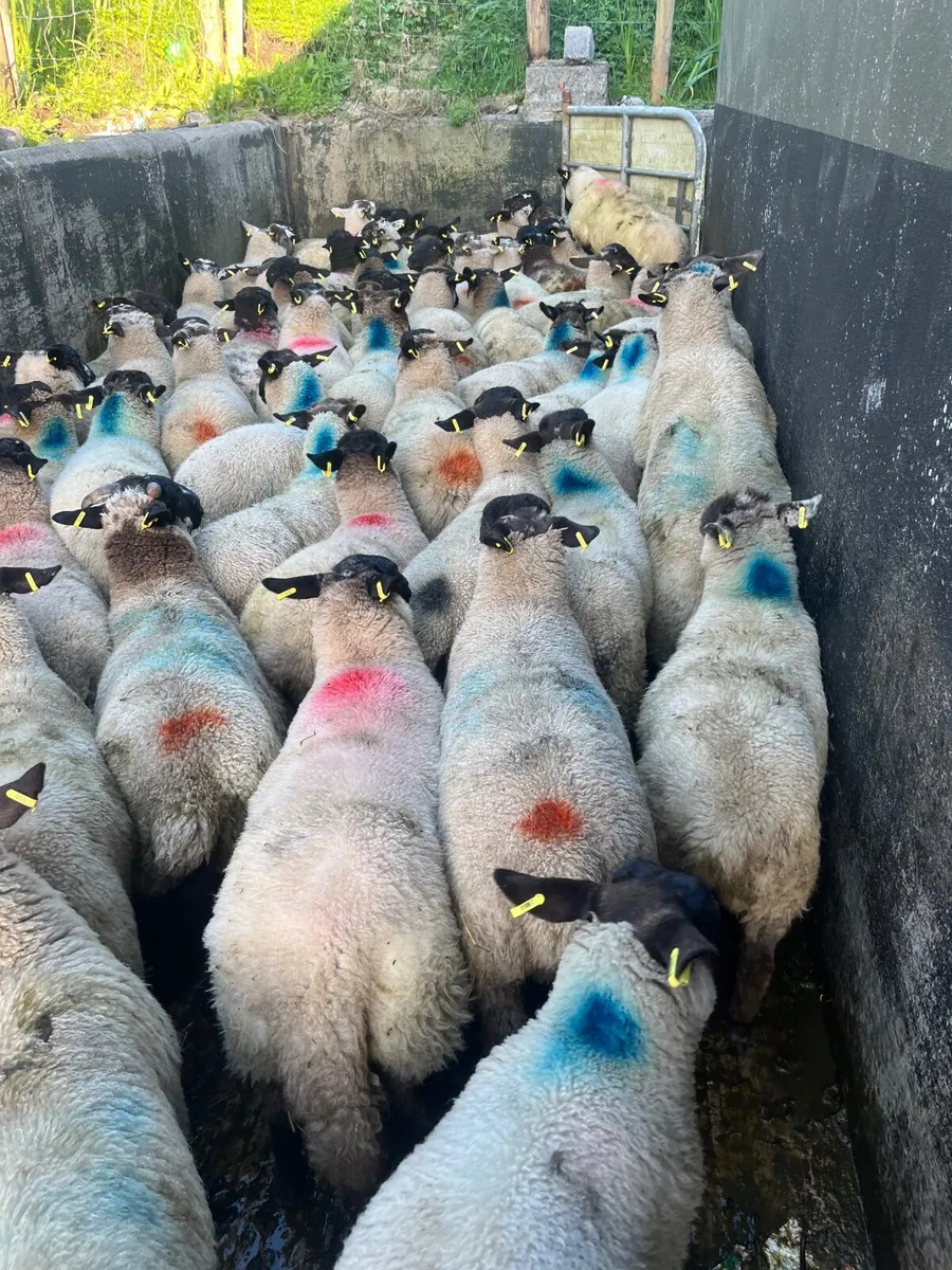 Store lambs - Image 2