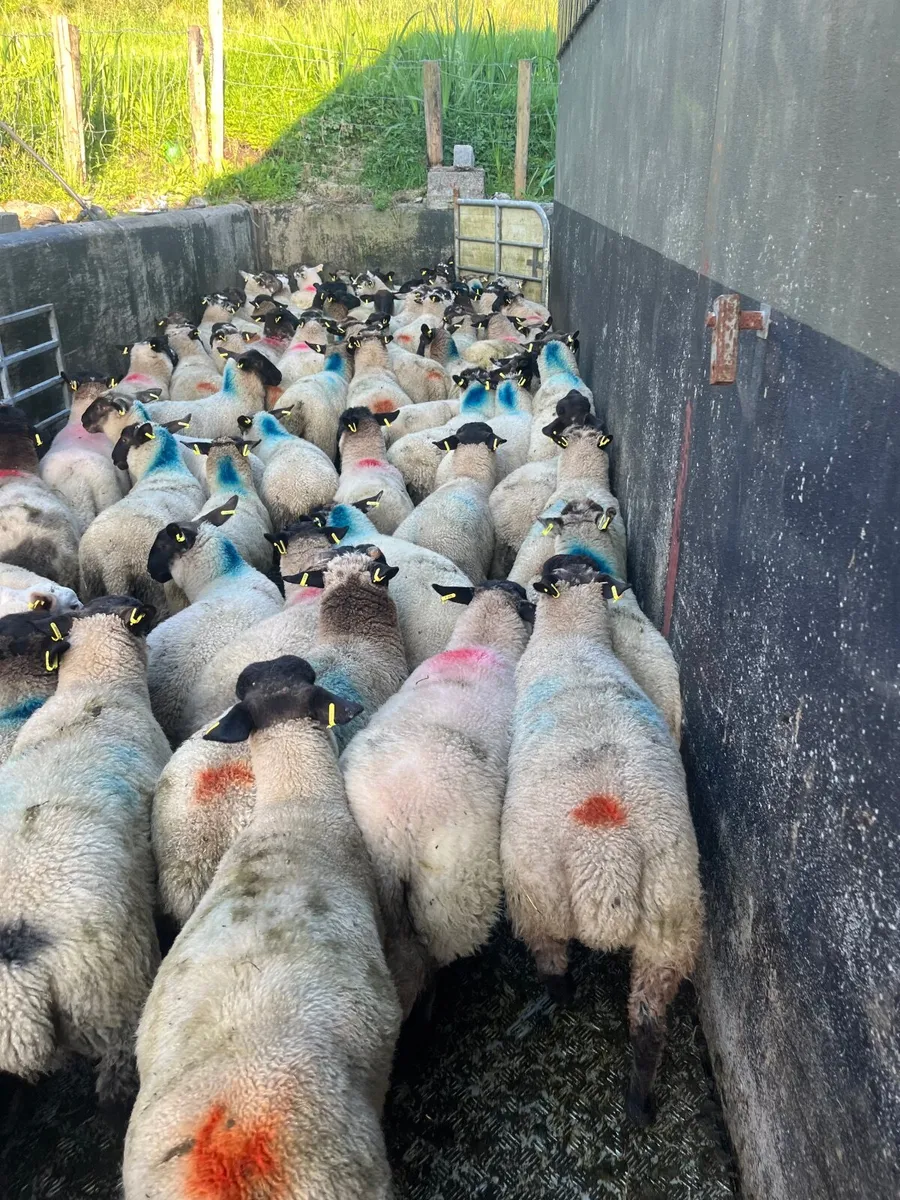Store lambs - Image 3