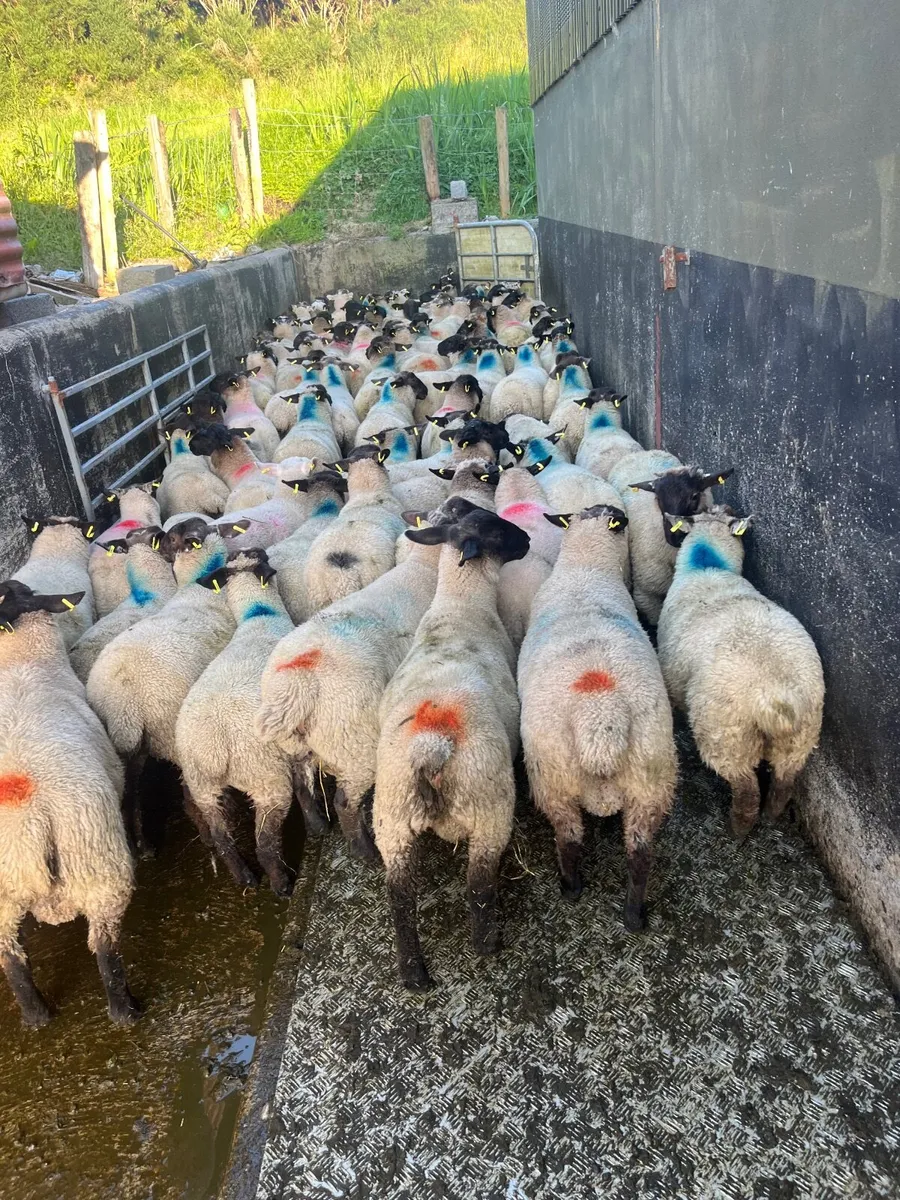Store lambs - Image 4