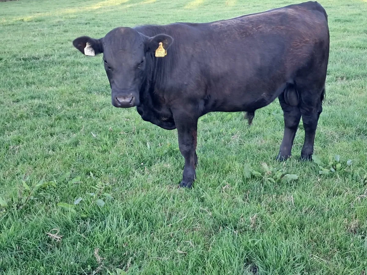 Pedigree  AA Bull - Image 1