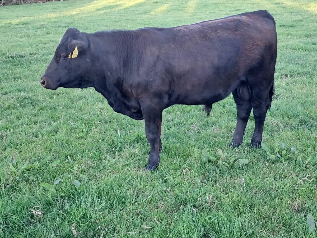 Pedigree  AA Bull - Image 2