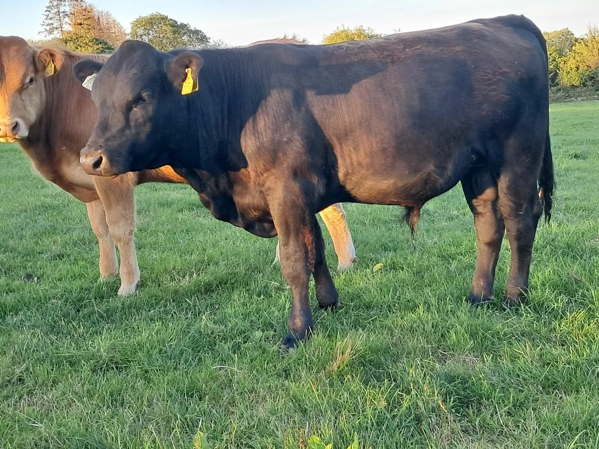 Pedigree  AA Bull - Image 3