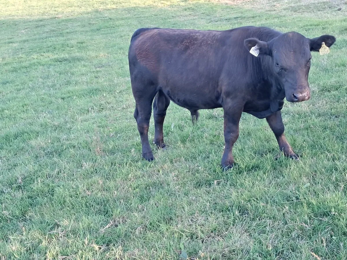 Pedigree  AA Bull - Image 4