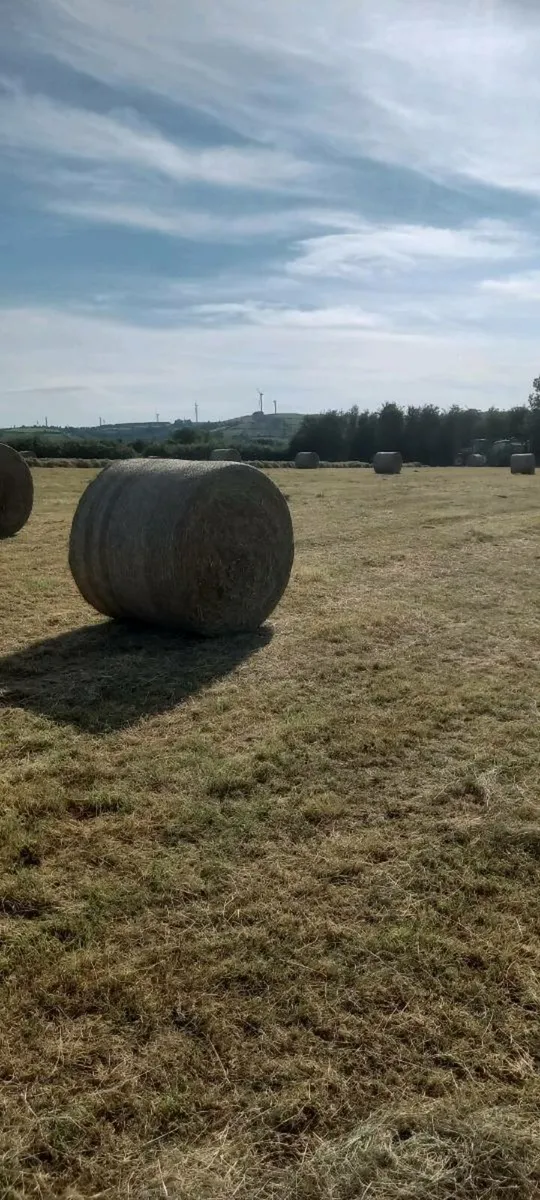 Round bales hay - Image 1