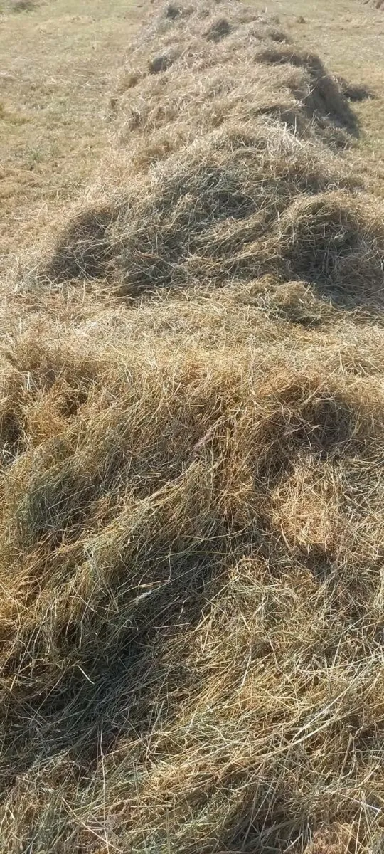 Round bales hay - Image 3
