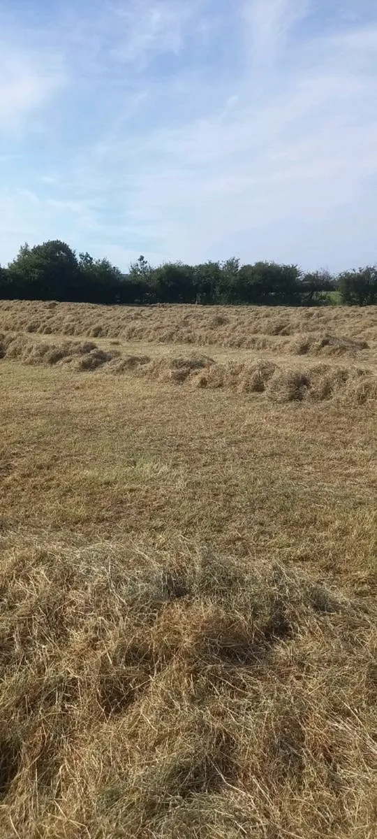 Round bales hay - Image 4