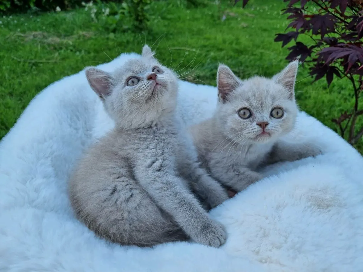 British Shorthair kittens - Image 3