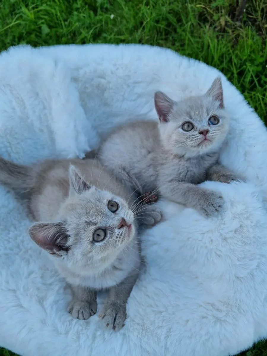 British Shorthair kittens - Image 4