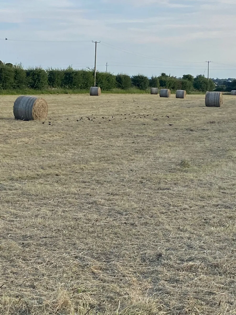 Hay for sale - Image 1