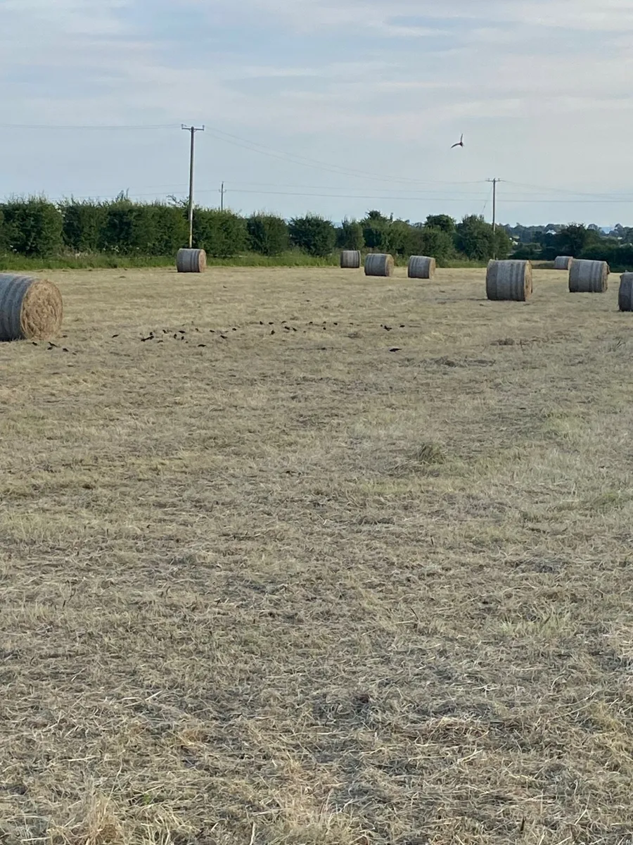 Hay for sale - Image 2