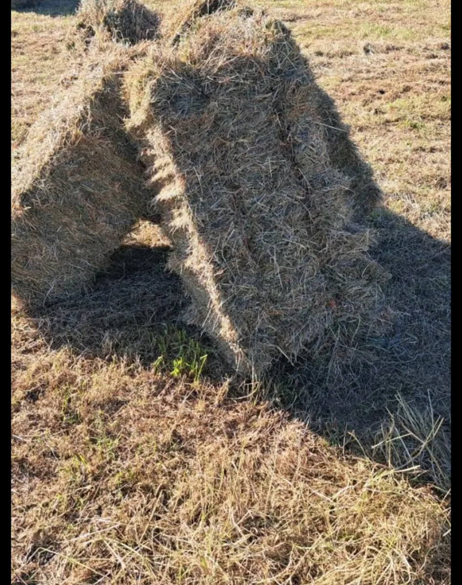 Hay