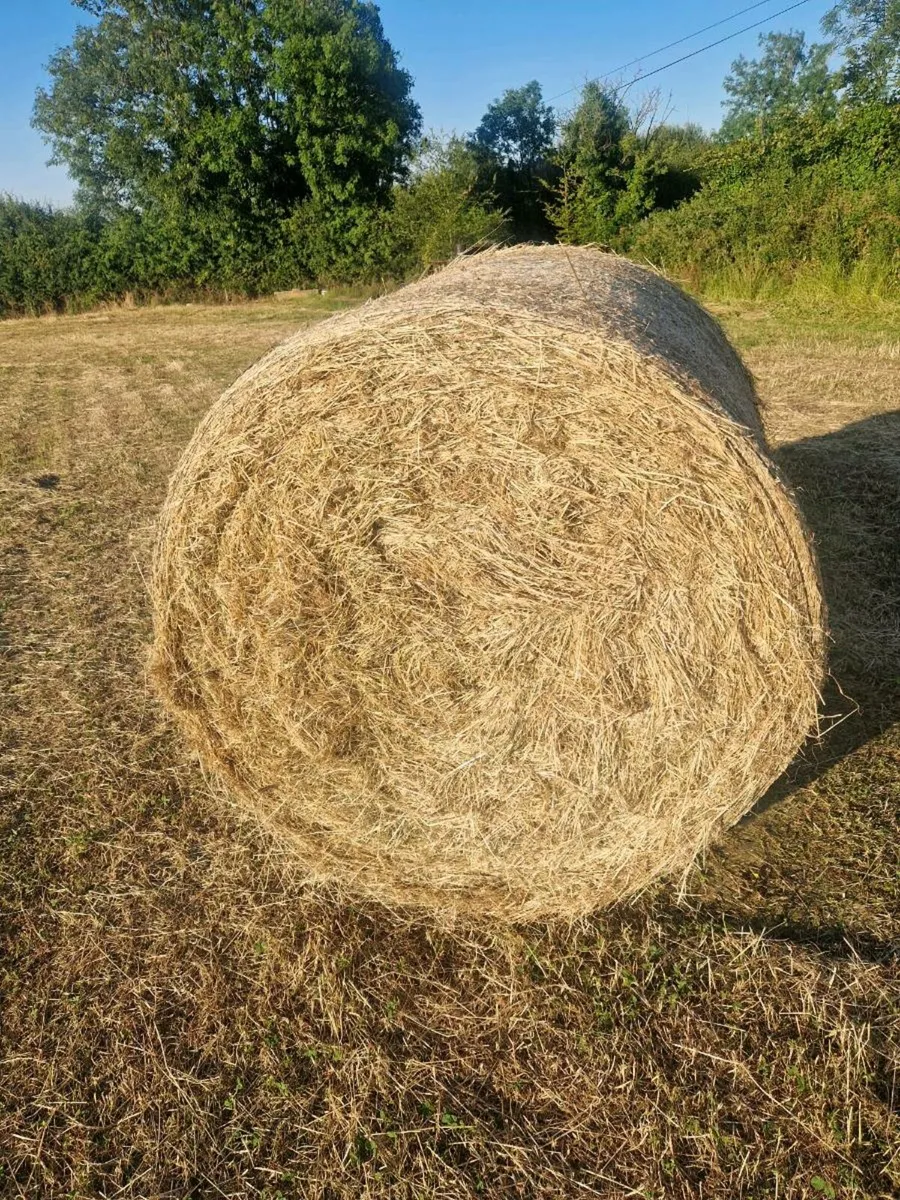 Hay for Sale
