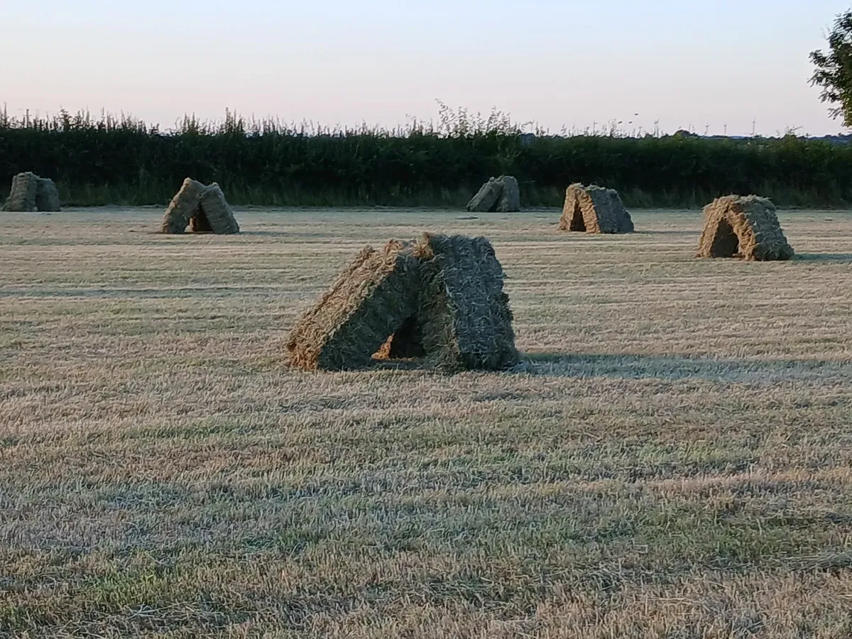 Hay - Image 4