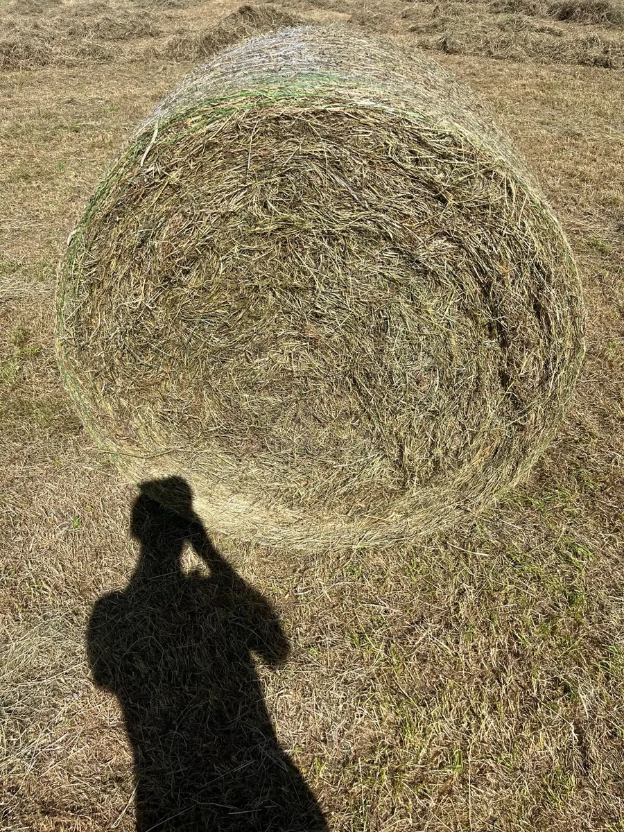 Hay - Image 1