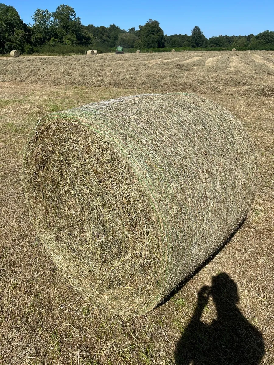 Hay - Image 2