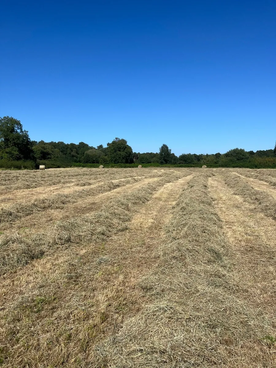 Hay - Image 4