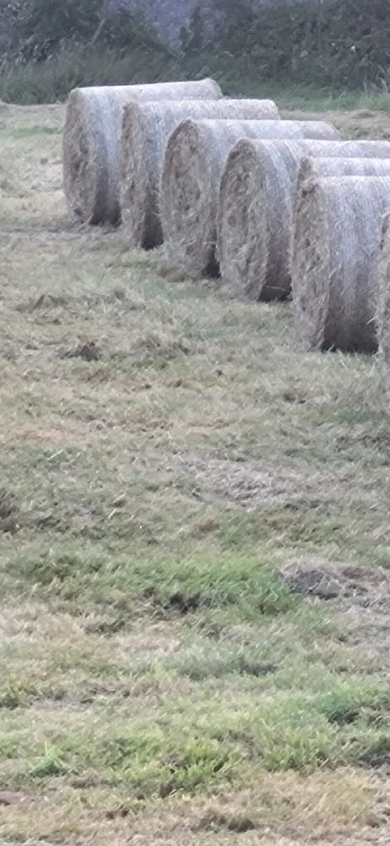 Round bales of hay - Image 3