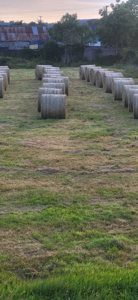 Round bales of hay - Image 2