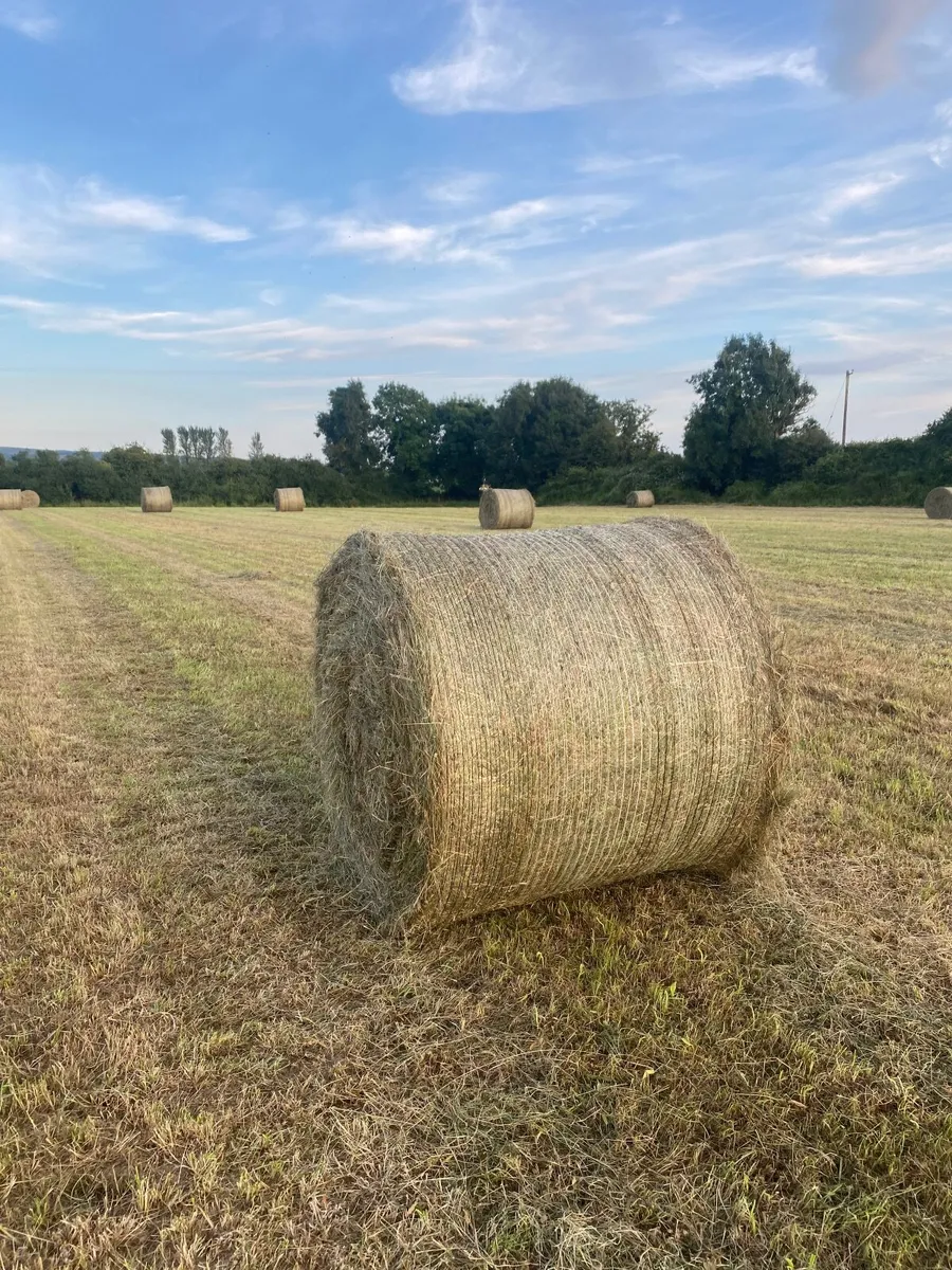 Hay for sale - Image 1