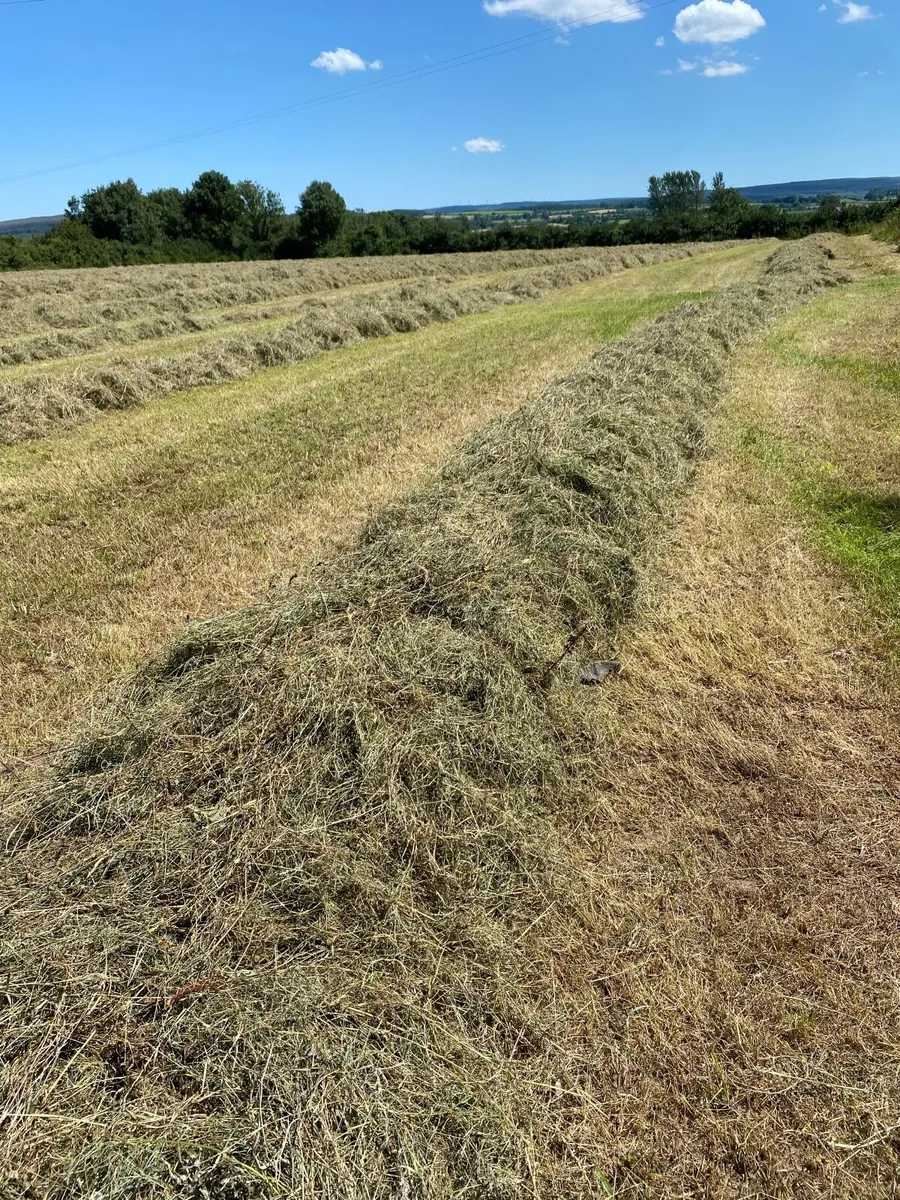Hay for sale - Image 2