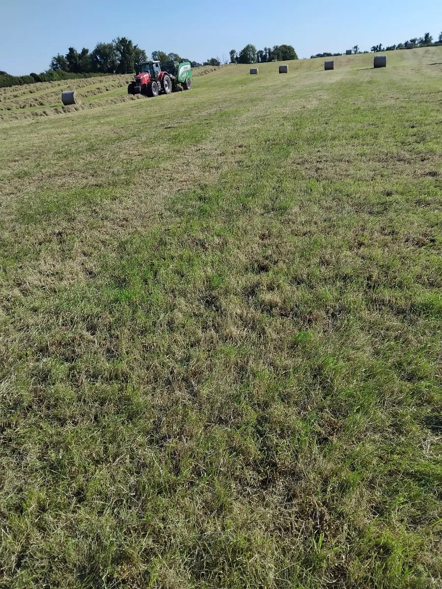 Hay for sale - Image 2