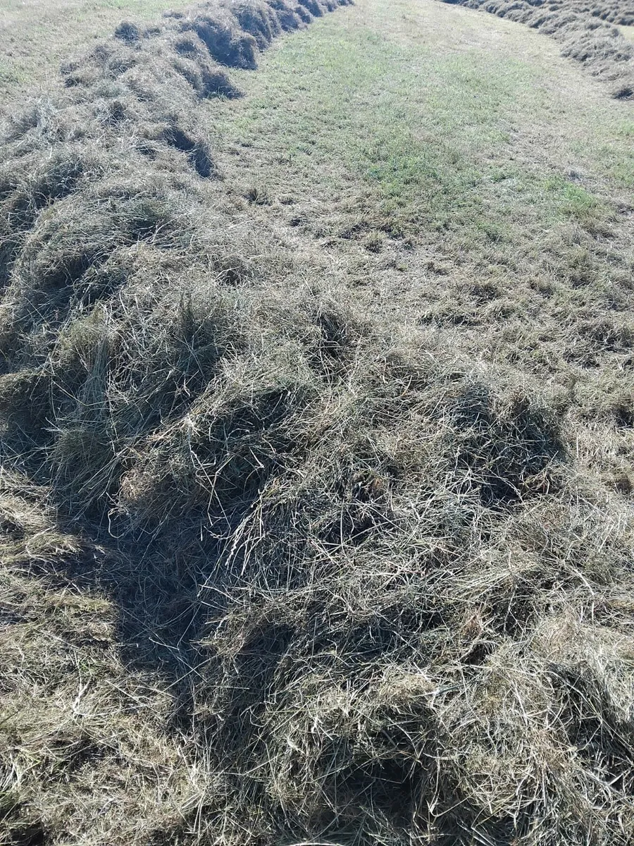 Hay for sale - Image 3