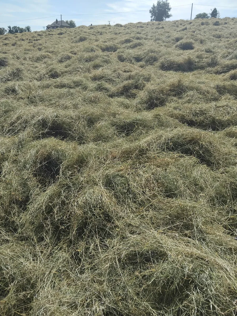 Hay for sale - Image 4