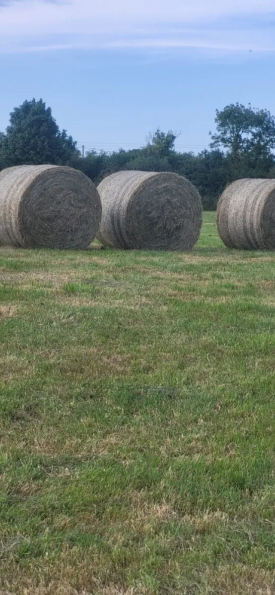 Round bales of hay - Image 1