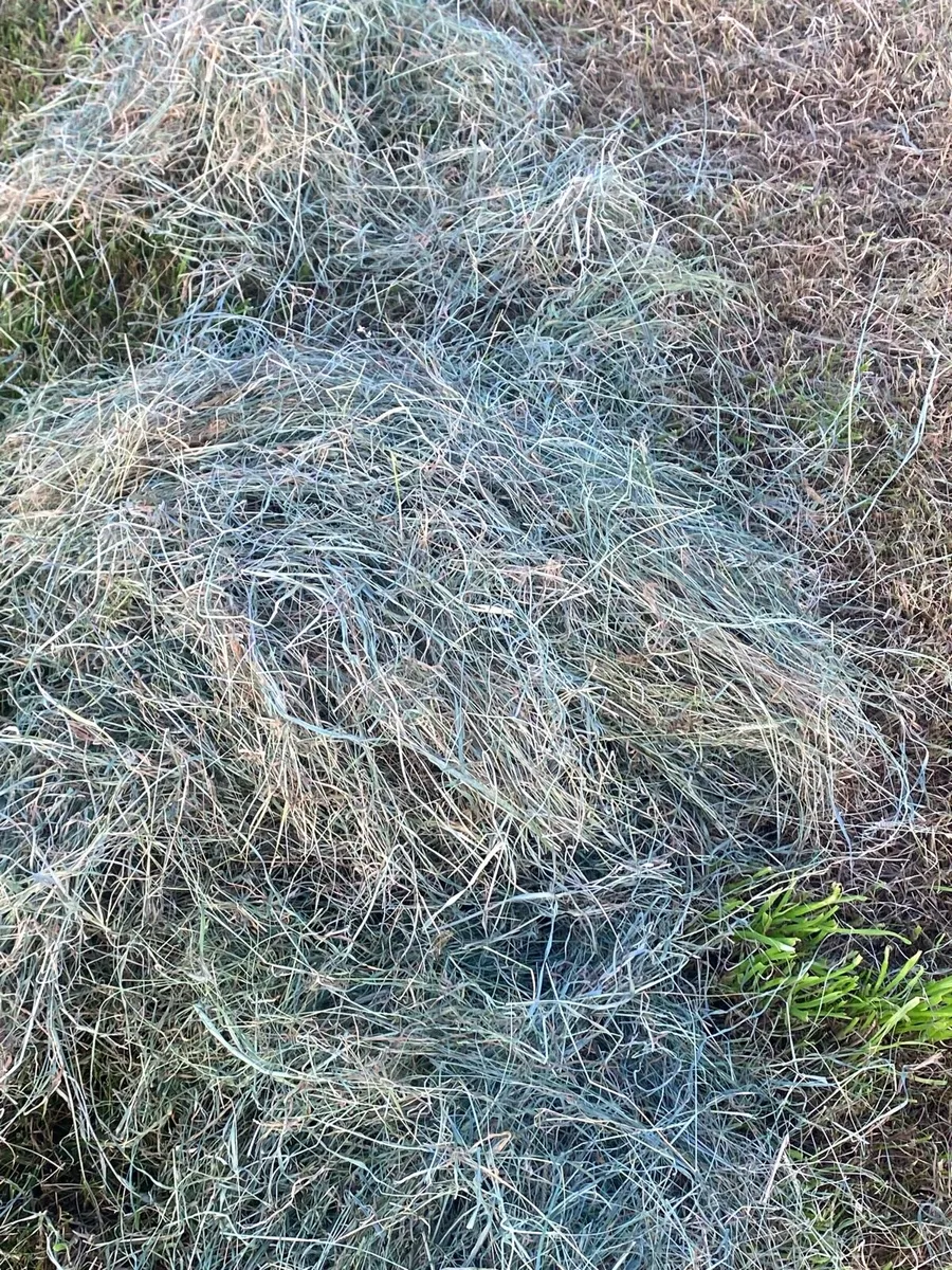 Hay - Image 2