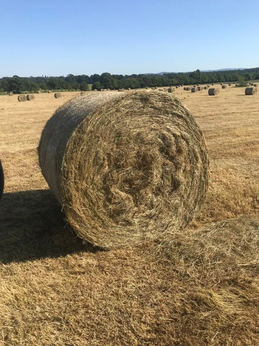 Hay - Image 1