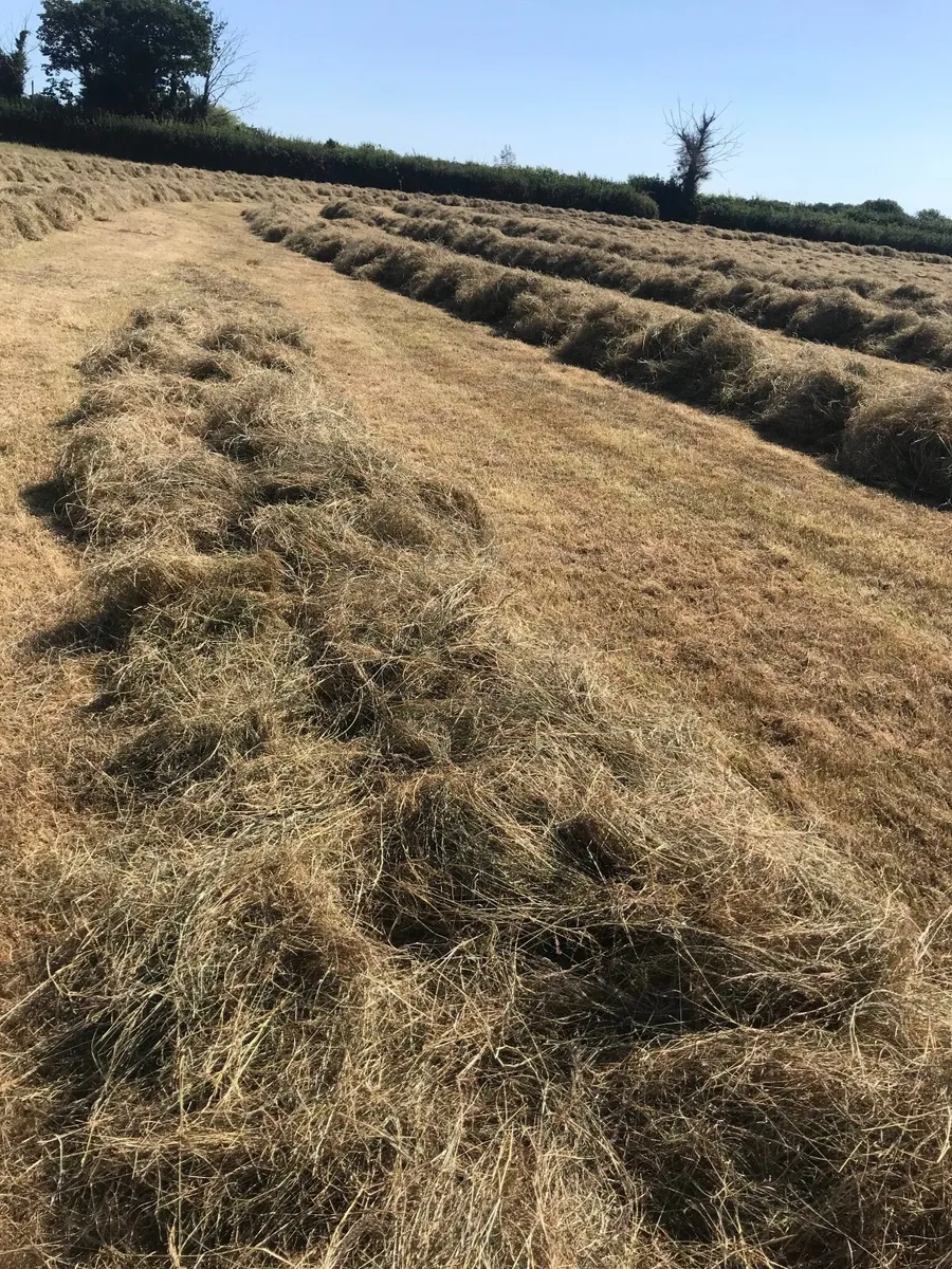 Hay - Image 2