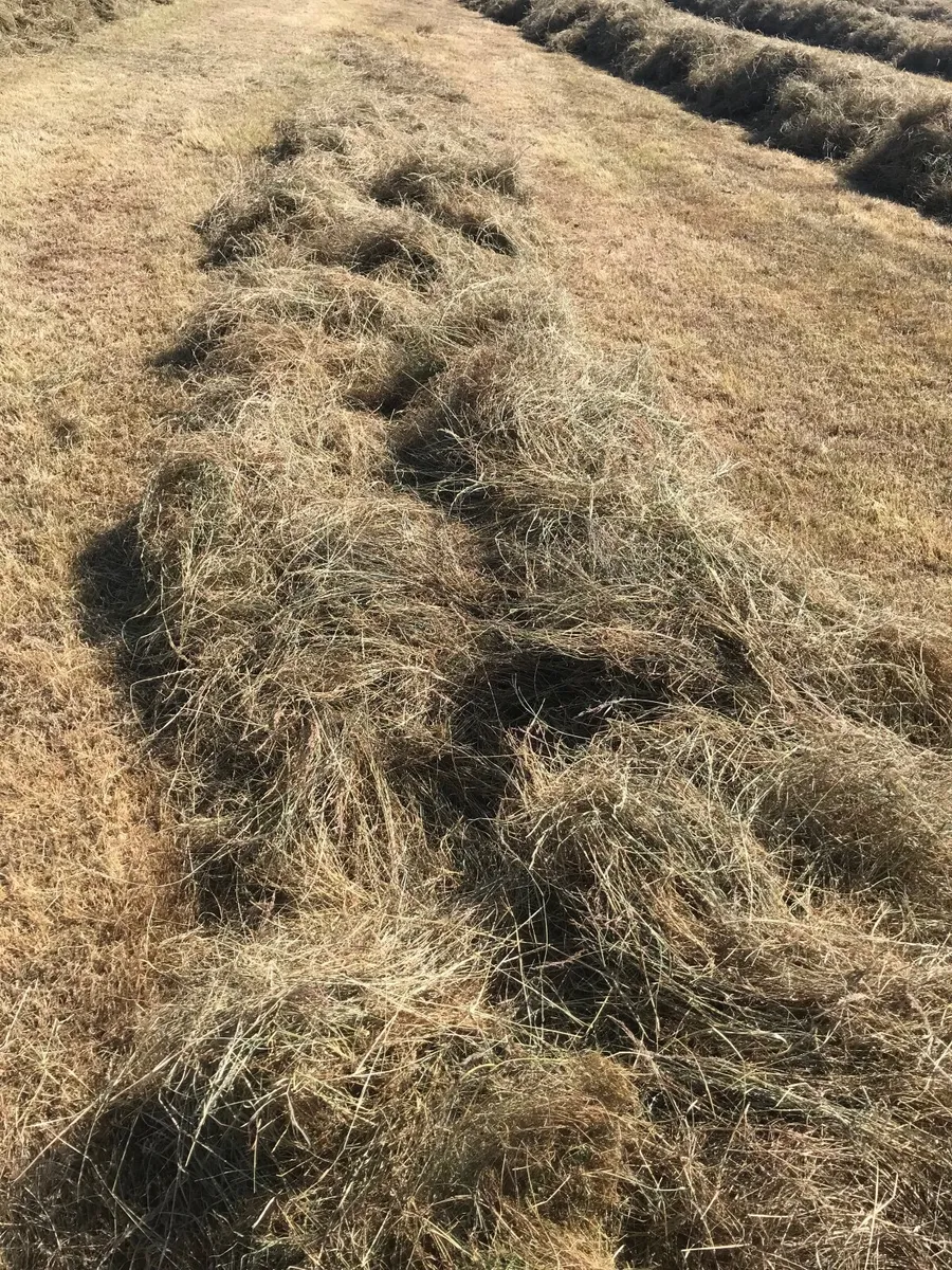 Hay - Image 3