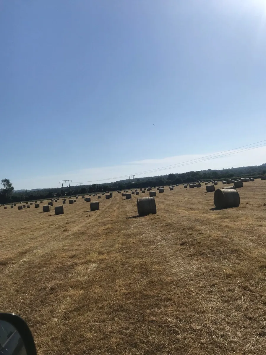 Hay - Image 4